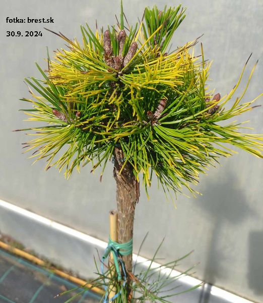 Pinus mugo 'Wintergold' 60cm kmienok